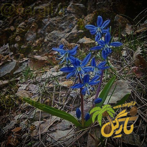 نجم آبی ایرانی - گیاهان بومی ایران